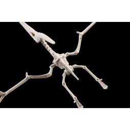 Maqueta bandai hobby plannosaurus pteranodon