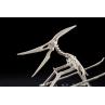 Maqueta bandai hobby plannosaurus pteranodon