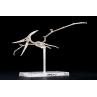 Maqueta bandai hobby plannosaurus pteranodon