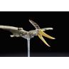 Maqueta bandai hobby plannosaurus pteranodon