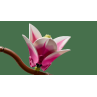 Lego botanicals ramas de magnolia