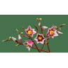 Lego botanicals ramas de magnolia